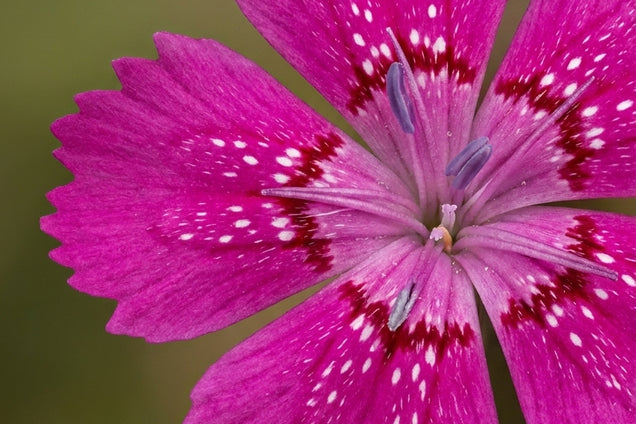 Dianthus deltoides 'Rosea' bloem