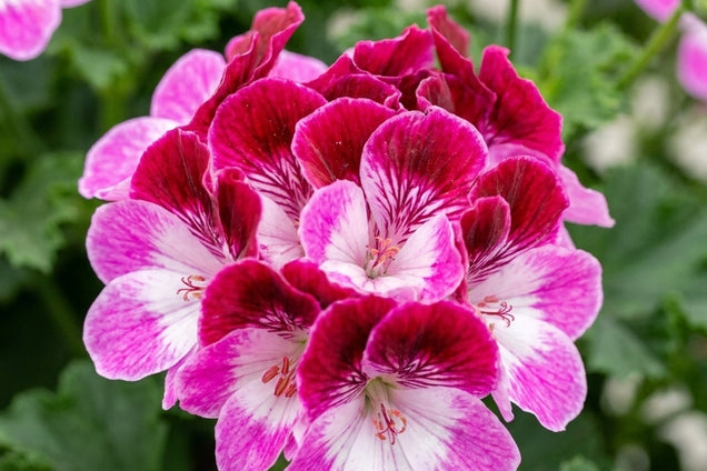 Dianthus gratianopolitanus 'Bombardier' bloem