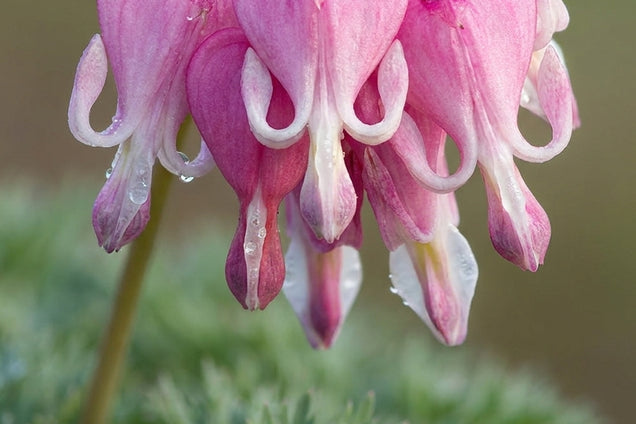 Dicentra formosa 'Luxuriant' bloem