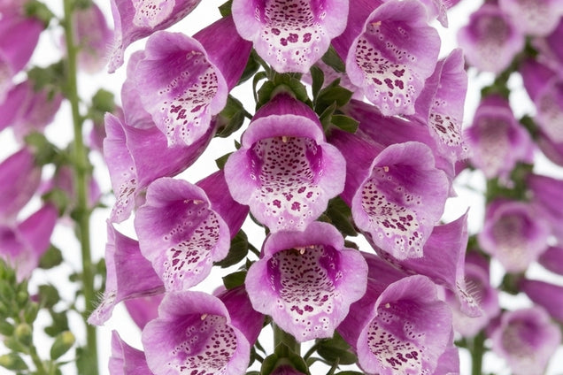 Digitalis purpurea 'Dalmatian Purple' bloem