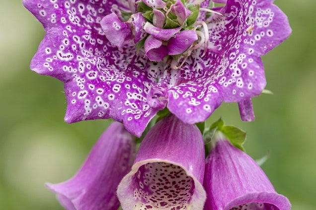 Digitalis purpurea 'Monstrosa' bloem