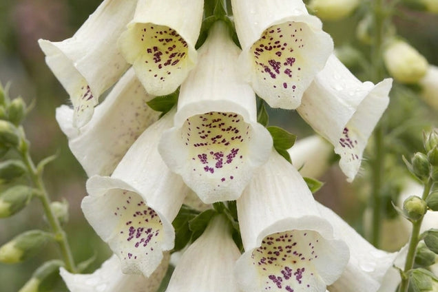 Digitalis purpurea 'Snow Thimble' bloem
