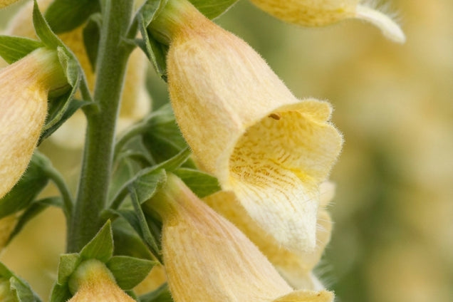 Digitalis 'Spice Island' bloem