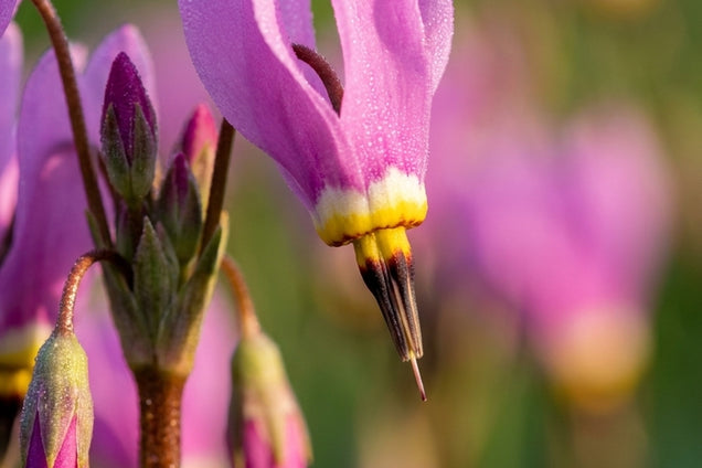 Dodecatheon meadia 'Aphrodite' bloem