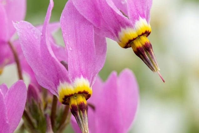 Dodecatheon meadia 'Queen Victoria' bloem