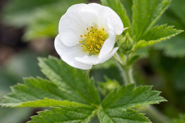Drymocallis rupestris bloem