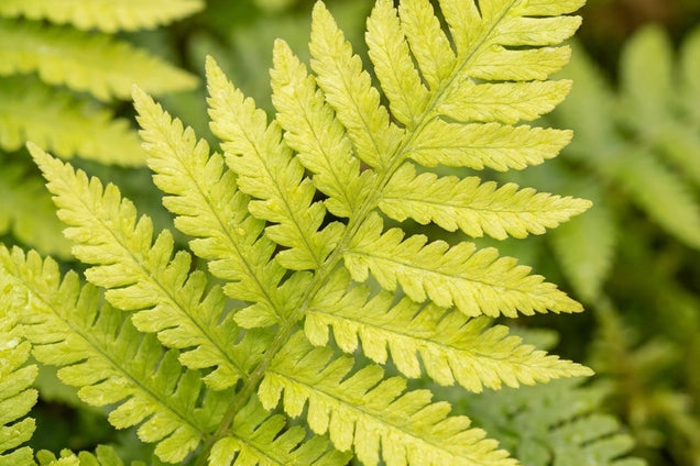 Dryopteris dilatata 'Crispa Whiteside' blad