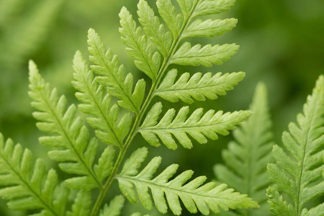 Dryopteris dilatata 'Lepidota Cristata' blad