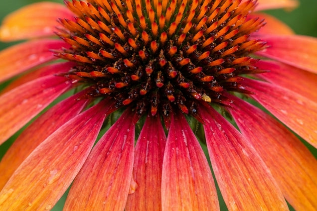 Echinacea 'Fiery Meadow Mama' bloem