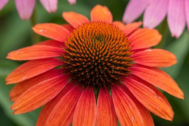 Echinacea 'Fountain Orange Bicolour' bloem