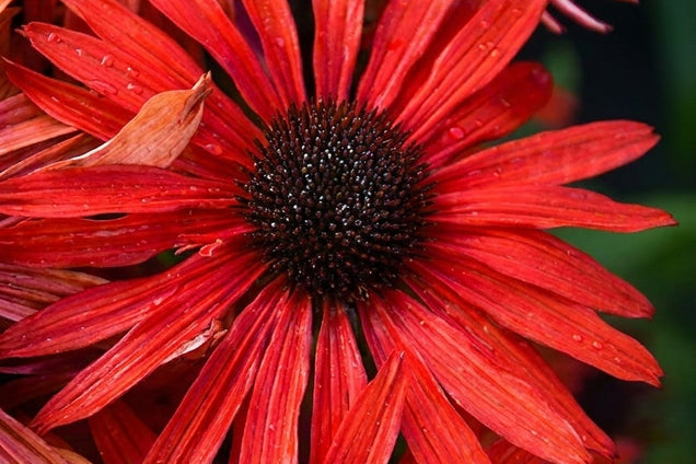 Echinacea 'Fountain Red' bloem