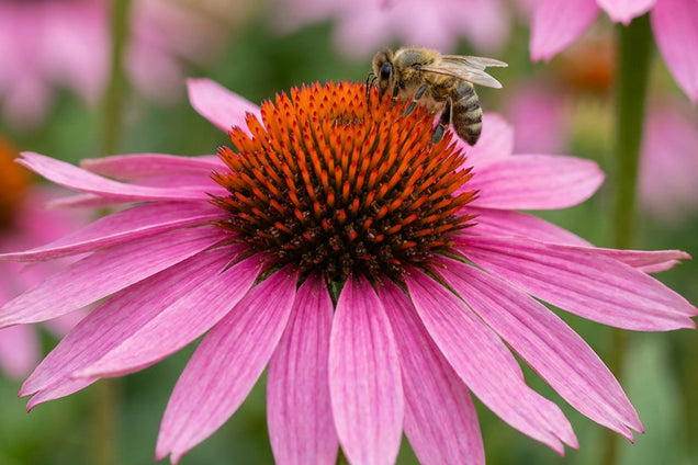 Echinacea purpurea 'Merlot' bloem