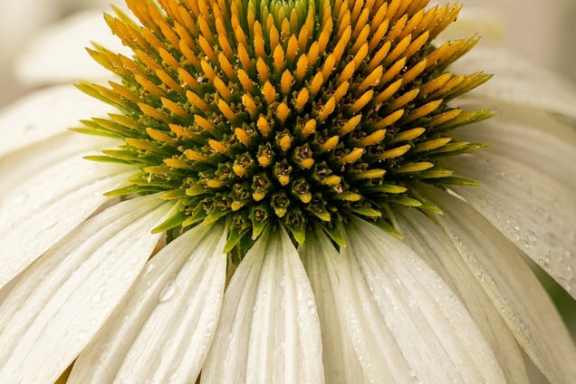 Echinacea purpurea 'Milkshake' bloem