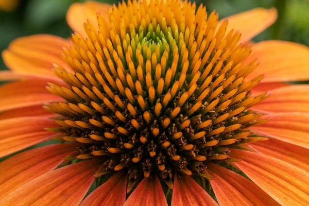 Echinacea purpurea 'Now Cheesier' bloem