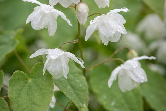Epimedium 'Alabaster' bloem
