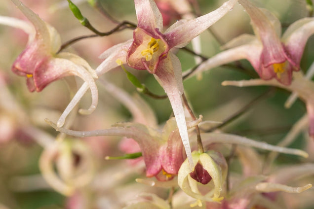 Epimedium 'Domino' bloem