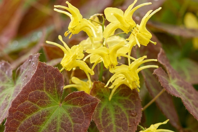 Epimedium perralchicum 'Frohnleiten' bloem
