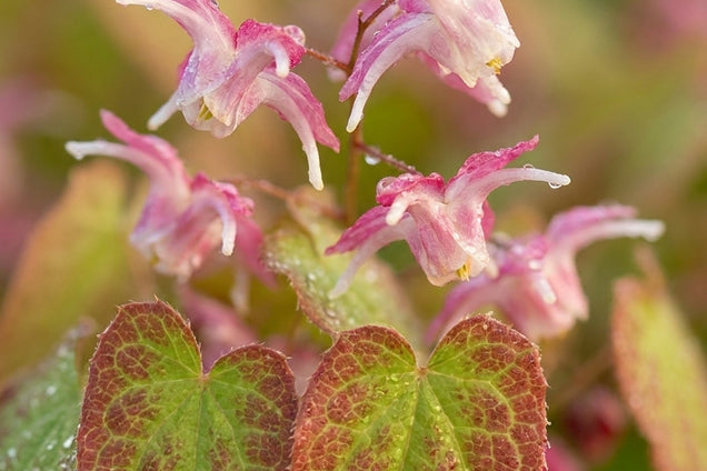 Epimedium rubrum bloem