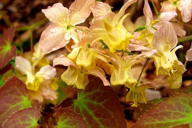 Epimedium versicolor 'Cupreum' bloem