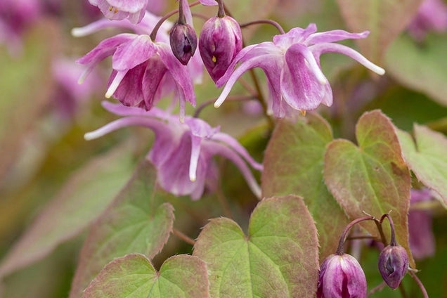 Epimedium youngianum 'Beni-kujaku' bloem