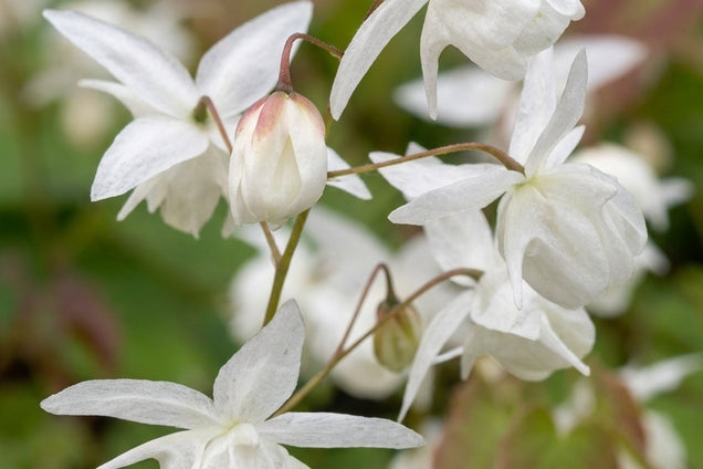 Epimedium youngianum 'Niveum' bloem