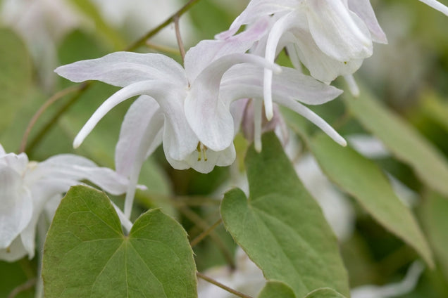 Epimedium youngianum 'Yenomoto' bloem