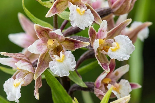 Epipactis palustris bloem