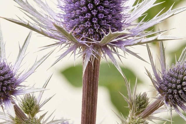 Eryngium variifolium bloem