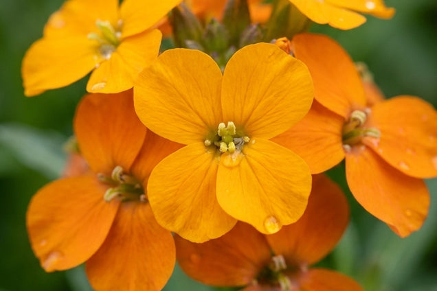 Erysimum 'Orange Flame' bloem