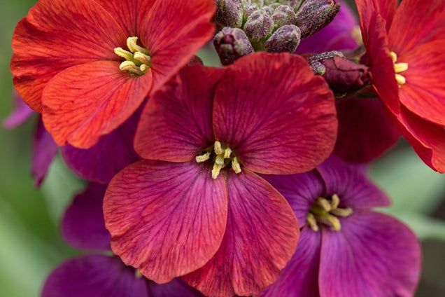 Erysimum 'Red Jep' bloem