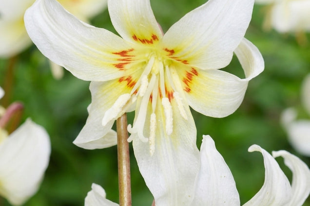 Erythronium 'White Beauty' bloem
