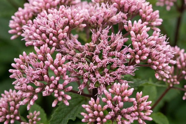 Eupatorium dubium 'Little Joe' bloem