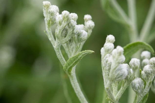 Eupatorium hyssopifolium bloem