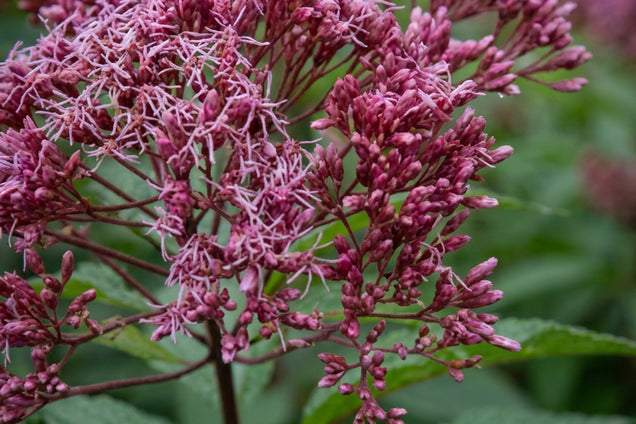 Eupatorium maculatum 'Augustrubin' bloem