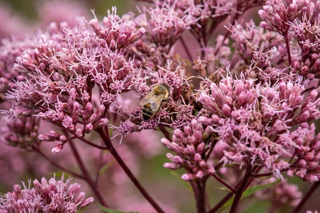 Eupatorium maculatum 'Riesenschirm' bloem