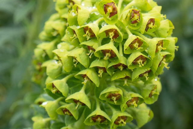 Euphorbia characias 'Portuguese Velvet' bloem