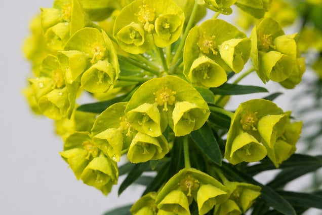 Euphorbia characias 'Purple and Gold' bloem