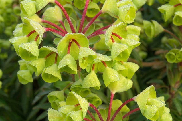 Euphorbia 'Charam' bloem