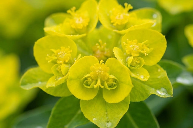 Euphorbia epithymoides bloem