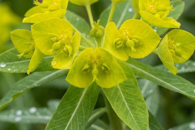 Euphorbia palustris 'Walenburg's Glorie' bloem