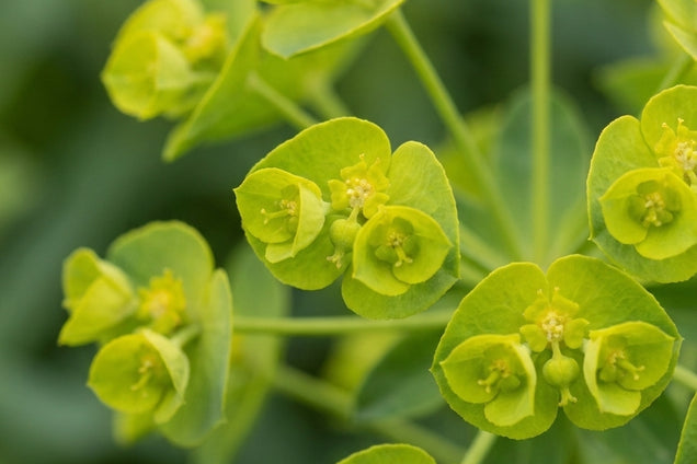 Euphorbia seguieriana niciciana bloem