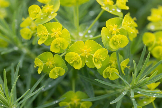 Euphorbia virgata 'Betten' bloem