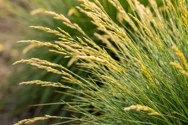 Festuca gautieri bloem