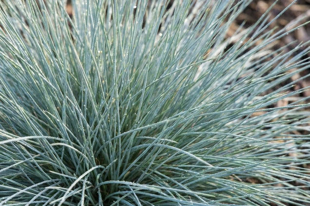 Festuca glauca blad