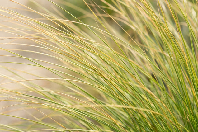 Festuca mairei blad
