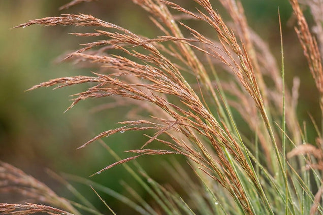 Festuca 'Walberla' blad