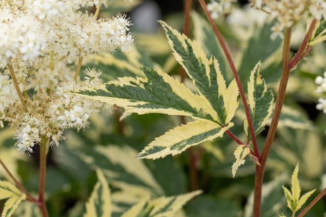 Filipendula ulmaria 'Variegata' bloem