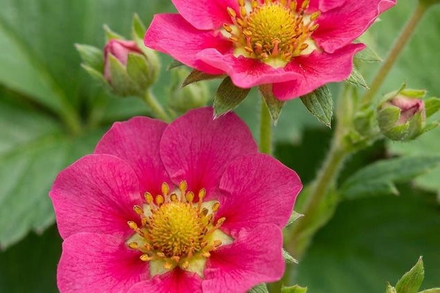 Fragaria 'Stickbolwi' bloem