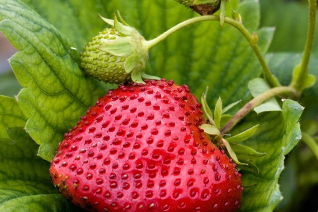 Fragaria vesca 'Plena' vrucht