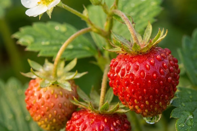 Fragaria vesca vrucht